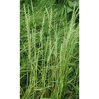 Продам газонну траву "Райграс однорічний"-насінний матеріал